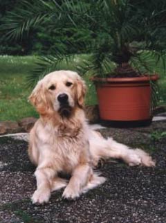 Golden Retriever Picture