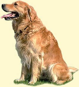 Golden Retriever Picture
