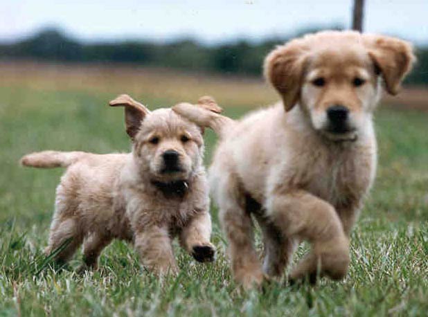 Golden Retriever Picture