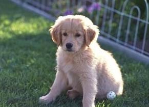 Golden Retriever Picture
