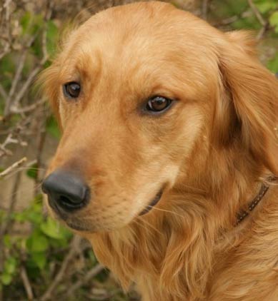 Golden Retriever Picture