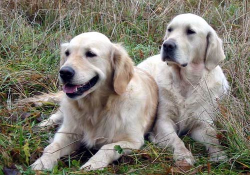 Golden Retriever Picture